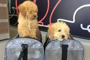 Battlers Green Veterinary Centre at Battlers Green Farm, Radlett, Hertfordshire, providing professional veterinary services for pets, from check-ups to treatments.