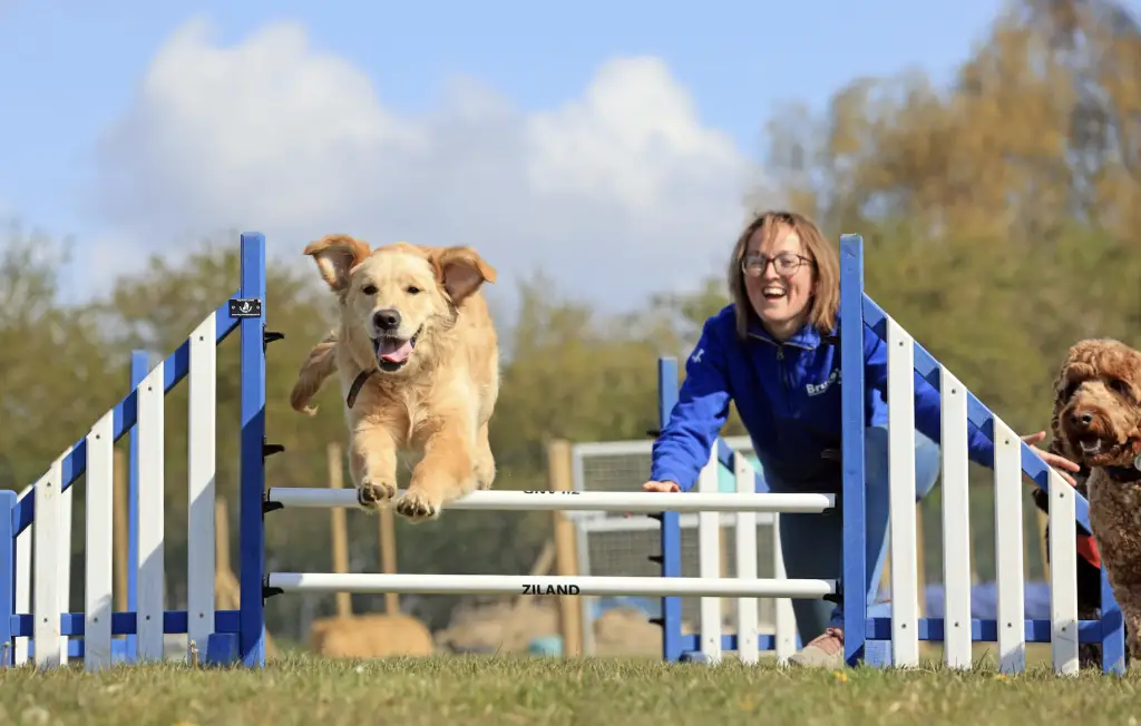 bruce's doggy day care open fields radlett battlers green farm