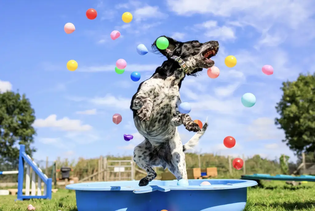 bruce's doggy day care radlett battlers green farm