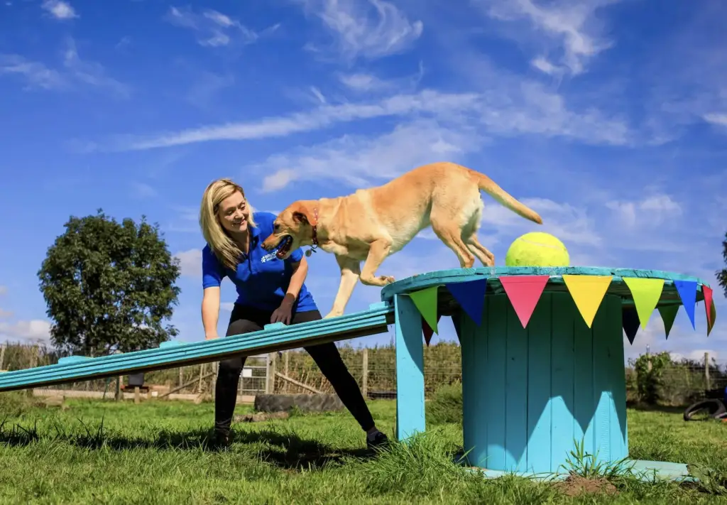 dog pet care battlers green farm