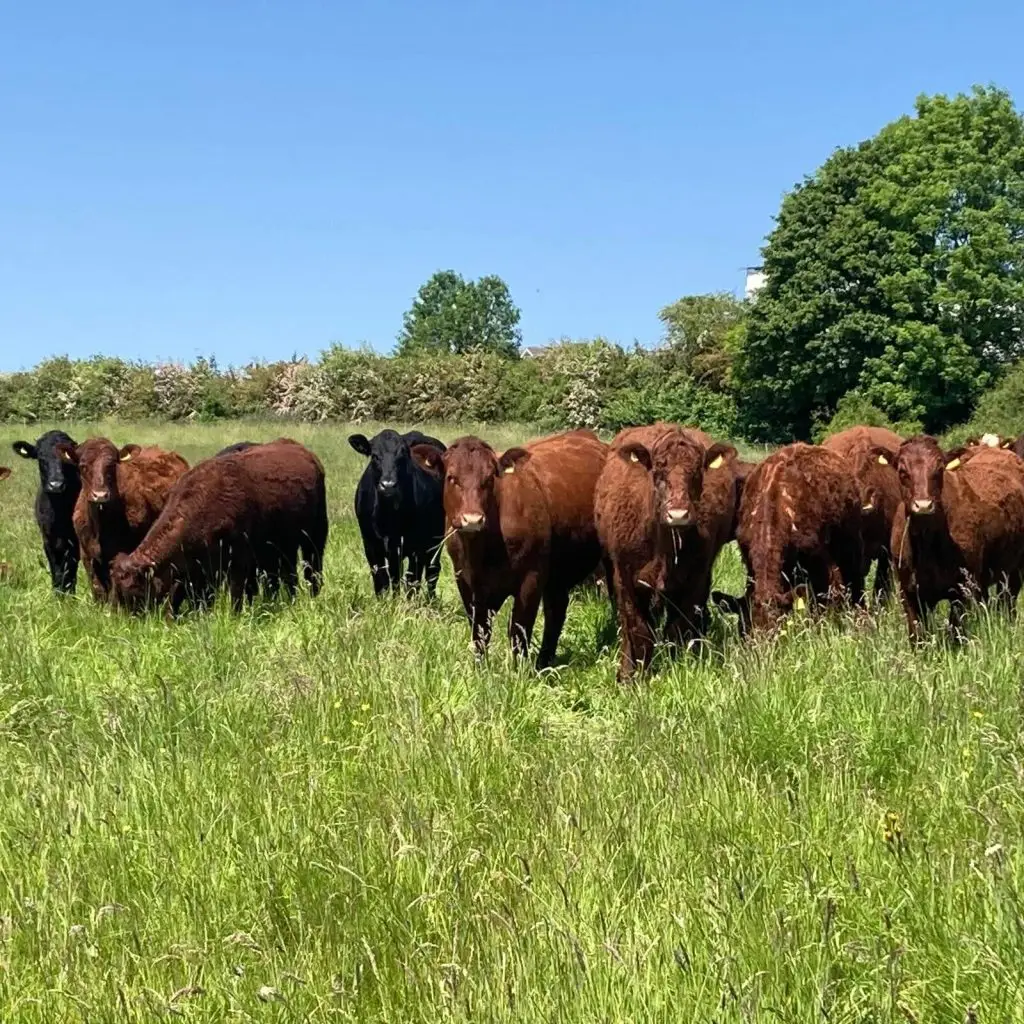 blackbirds farm battlers green farm partner